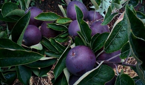 Malus domestica pomme - pomme, culte